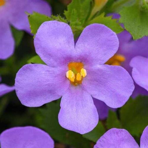 Bacopa MegaCopa™ Blue