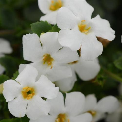Bacopa MegaCopa™ White