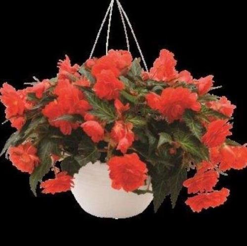 Begonia I'Conia Miss Miami