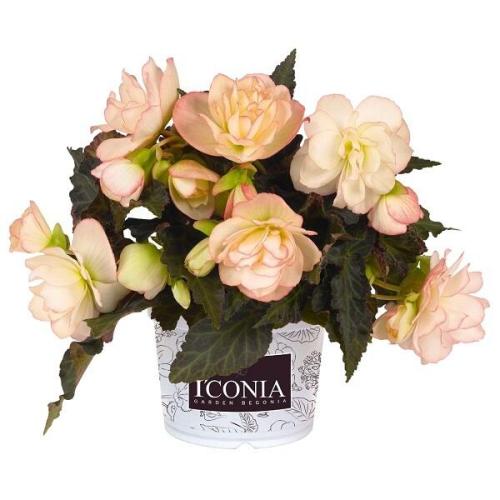 Begonia I'Conia Miss Montreal