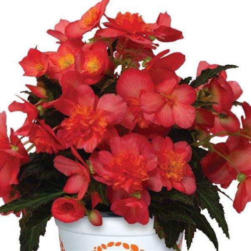 Begonia I'Conia Valencia Pink - New Variety!