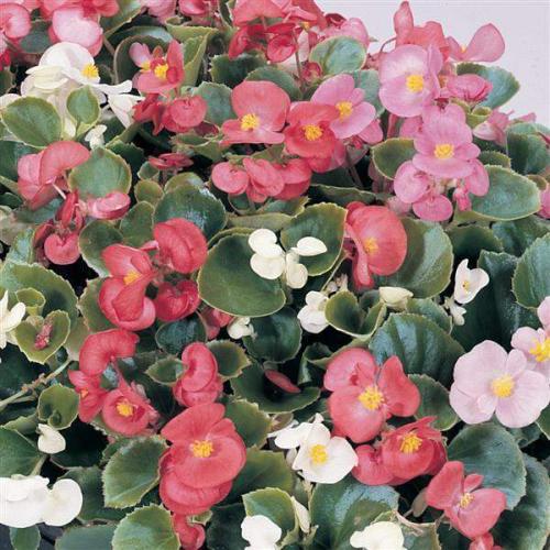 Begonia Prelude Plus Mix
