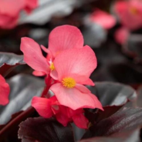 Begonia Whopper® Rose Espresso Leaf 