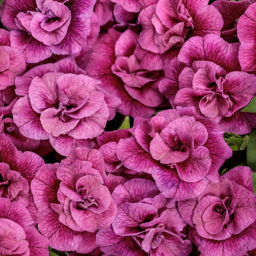 Calibrachoa Superbells® Dble Midnight Magenta