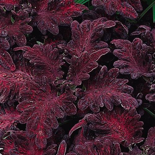 Coleus Black Dragon