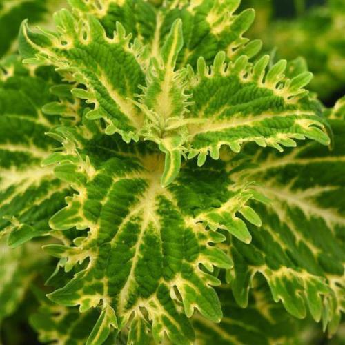 Coleus ChargedUp™ Keylime Fringe