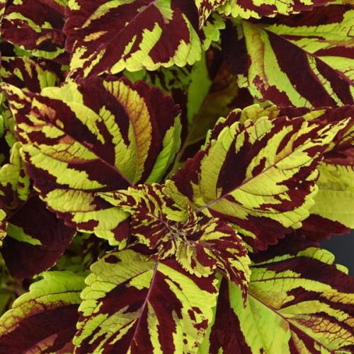Coleus ChargedUp™ Prismatic