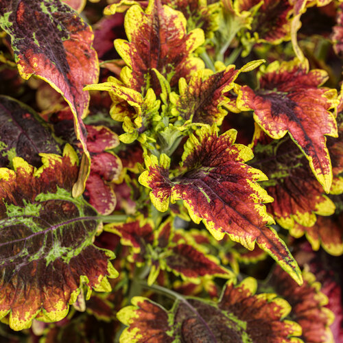 Coleus ColorBlaze® El Brighto