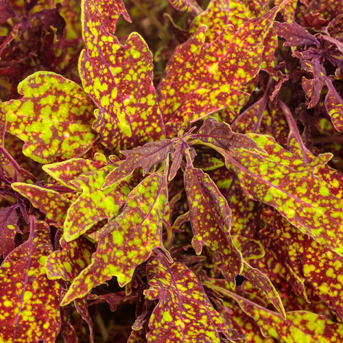 Coleus ColorBlaze® Pepper Flakes