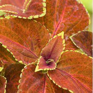 Coleus Fairway Orange
