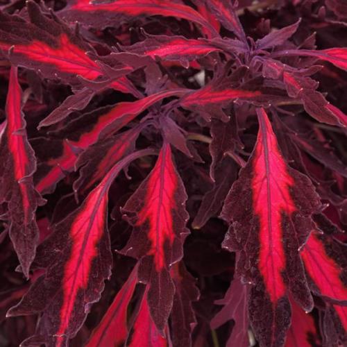 Coleus FlameThrower™ Adobo Pink