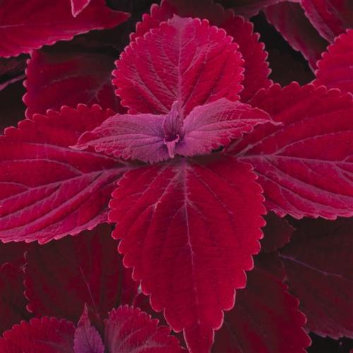 Coleus Main Street Beale Street