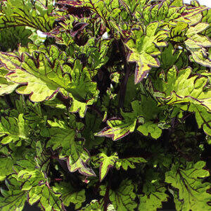 Coleus Main Street Rodeo Drive