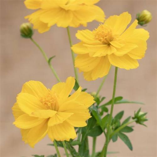 Cosmos Brightness Gold