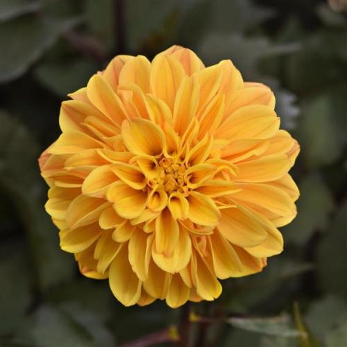 Dahlia City Lights™ Compact Sunny Yellow 