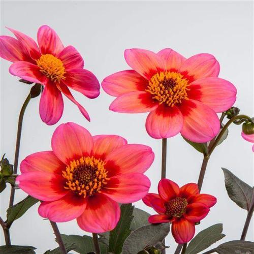 Dahlia Dahlegria Apricot Tricolor