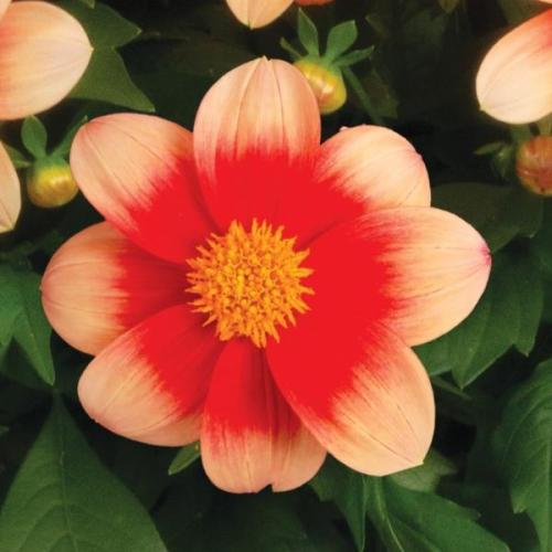 Dahlia Summer Bees Salmon Bicolor
