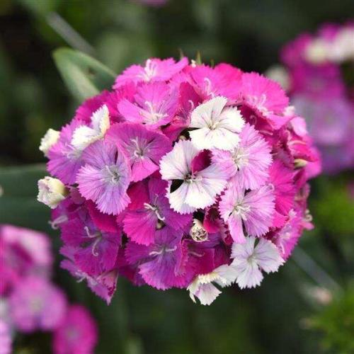 Dianthus Amazon™ Lavender Magic