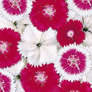 Dianthus Floral Lace™ Hearts of Fire