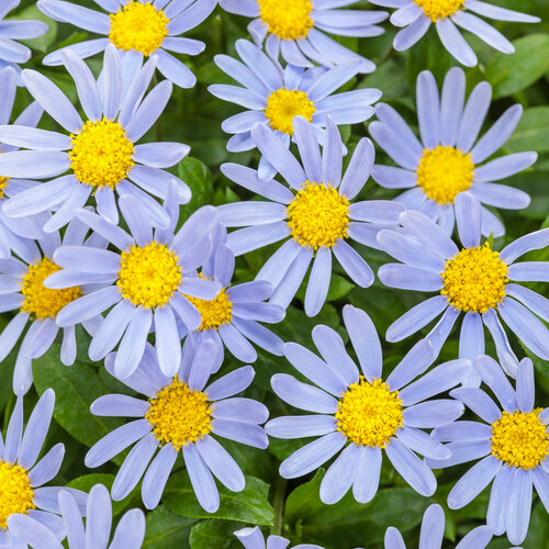 Felicia Sea Spray® - New Variety!