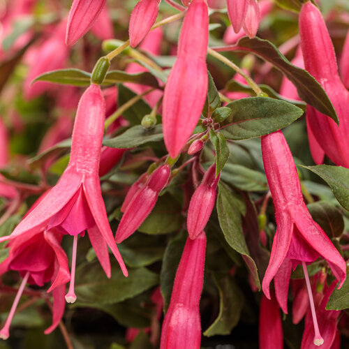 Fuchsia Sun Pendants® Hot Pink - New Variety!