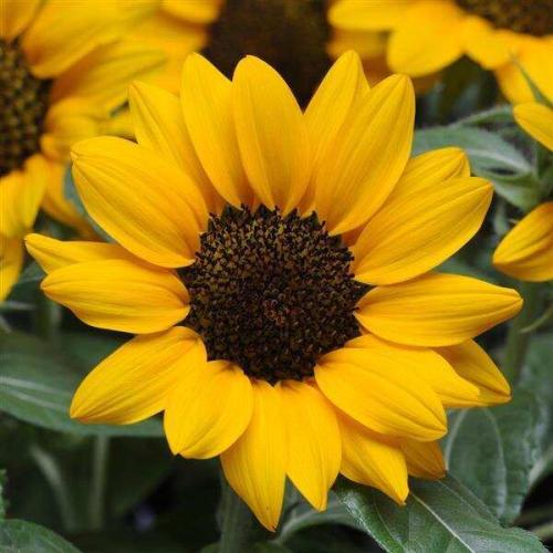 Helianthus Miss Sunshine