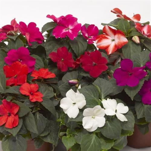 Impatiens Imara XDR Mix
