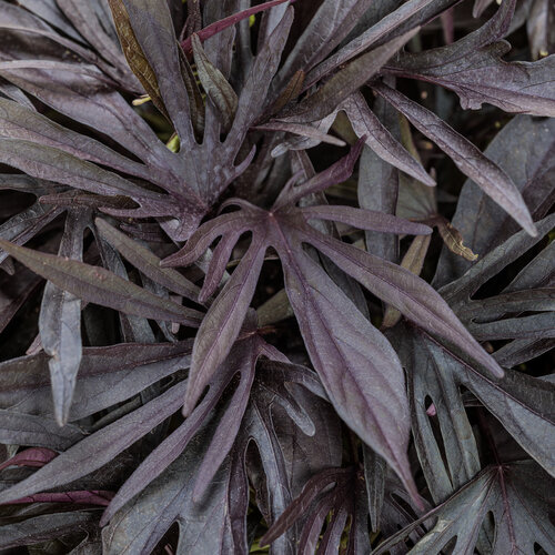 Ipomoea Medusa™ Black