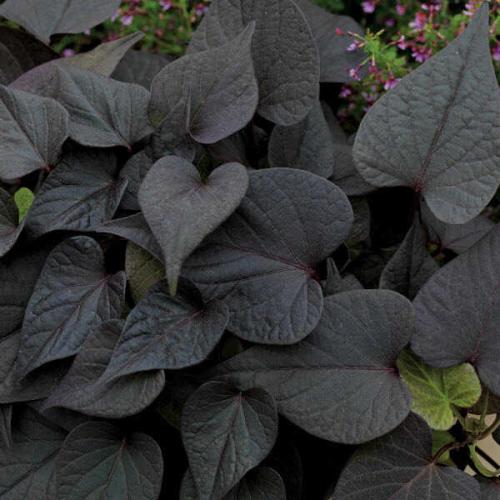 Ipomoea Sidekick Black Heart
