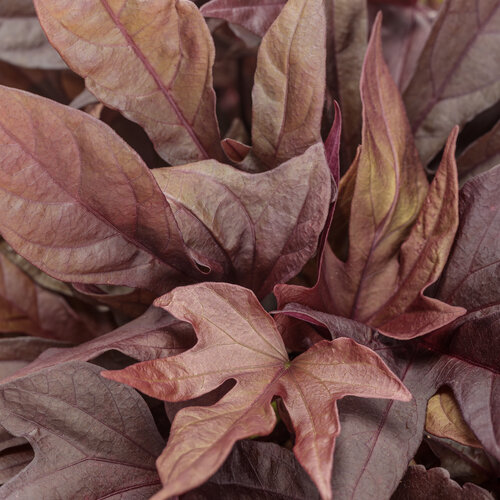 Ipomoea Sweet Caroline Red Hawk™