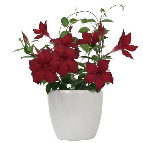 Mandevilla Divina MegaFlora Red