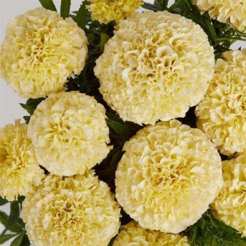 Marigold Lanna Lace