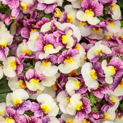 Nemesia Aromance® Plum Honey