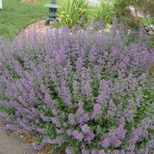Nepeta Walkers Low Catmint