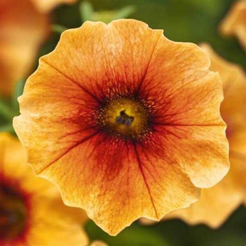Petchoa Caliburst™ Nectarine - New Variety!