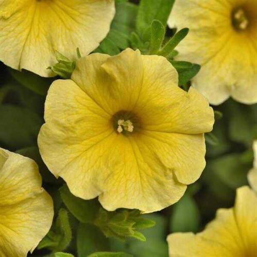 Petchoa CitraNova™ Limone