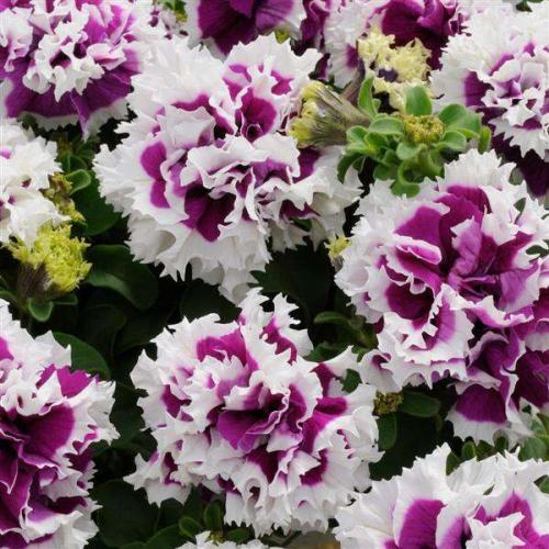Petunia Double Pirouette Purple