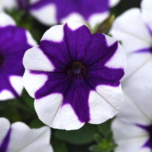 Petunia E3 Easy Wave Midnight Marble - New Variety