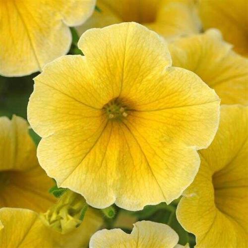 Petunia NewBee - New Variety!
