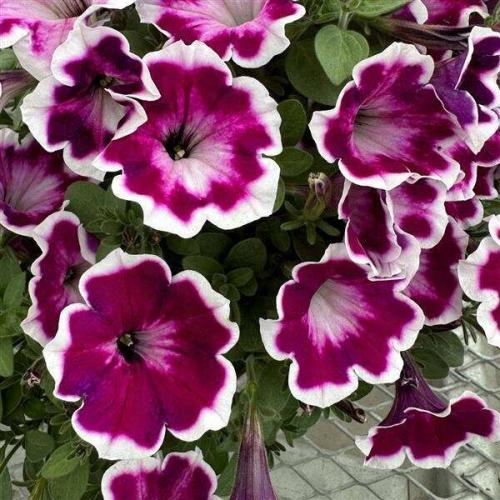 Petunia Painted Love Purple