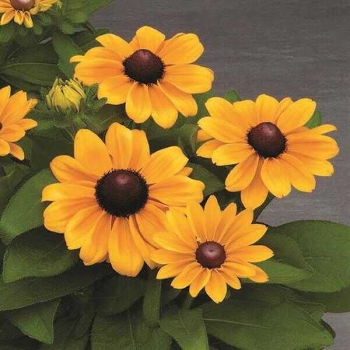 Rudbeckia Claire Orange - New Variety!