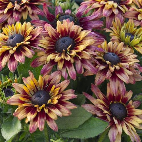 Rudbeckia Sunbeckia® Graffiti Cherry