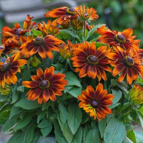 Rudbeckia Sunbeckia® Sarah - New Variety!