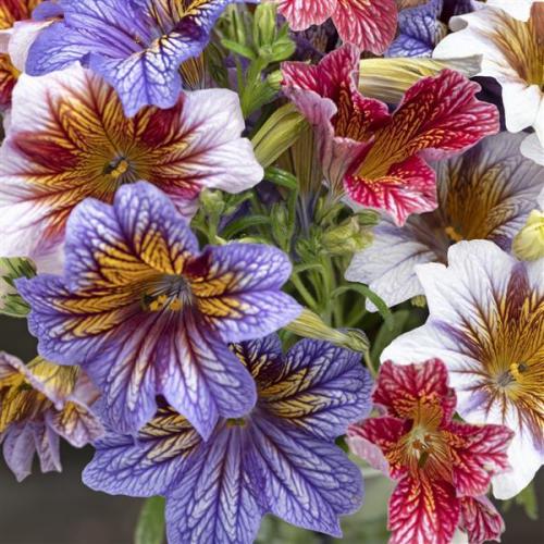 Salpiglossis Tora Staring Eyes Mix - New Variety!