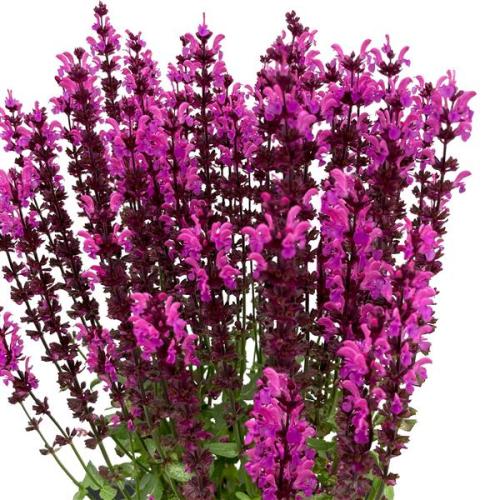 Salvia Salute Neon Pink