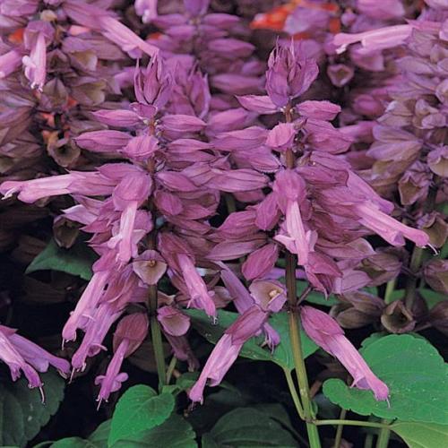 Salvia Vista™ Lavender