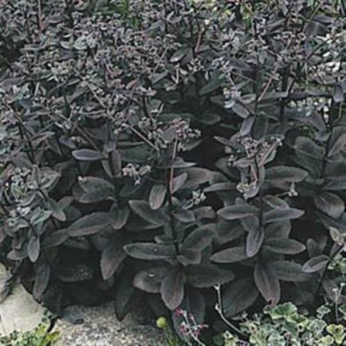 Sedum Vera Jameson