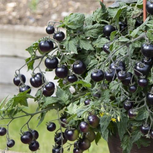 Tomato Akoya - New Variety!