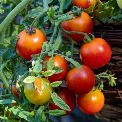 Tomato Cherry Blast - New Variety!