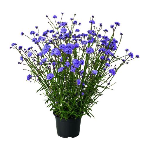 Verbena Bonariensis Flair